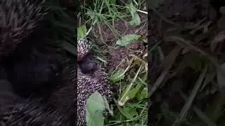 ёжик #ёжик #соседи #video