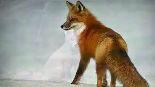 Төлке / Лиса / Балалар өчен видео / Видео для детей / Дикие животные