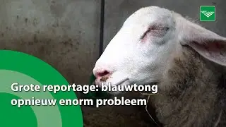Grote reportage: blauwtong opnieuw enorm probleem