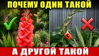 GLADIOLUS: 8 MISTAKES That Will Cost You Both Blooms and Bulbs