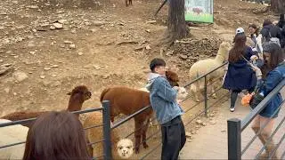 [4K] Alpaca World in Seoul South Korea