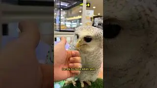 ADA BURUNG HANTU MANJA DAN AYAM WARNA WARNI DI PAMERAN HEWAN DALAM MALL INI