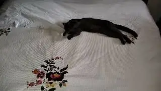 ИЗ ЖИЗНИ КОТИКОВ😻