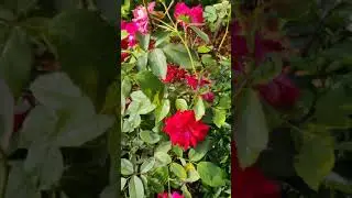 Roses!