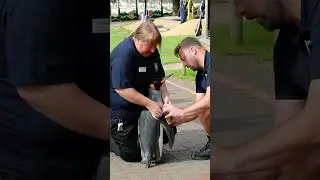 World's highest-ranking penguin! 