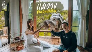 แม่วาง​ เชียงใหม่​ พาช้างตัวเล็กใหญ่​ ไปเล่นน้ำ​ | VLOG​ ​| Gowentgo