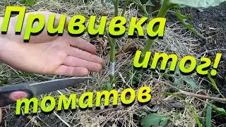Что делать если помидоры помёрзли, прививка томатов!