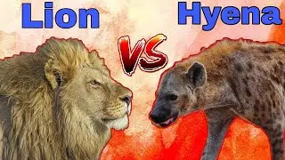 Lion vs Hyena  #trending #viral video #Lion #Hyena