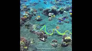 Beautiful Blue Ribbon Eel