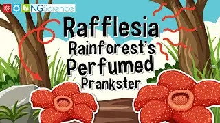 Rafflesia – Rainforest's Perfumed Prankster
