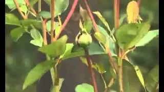 Все о шрабах  Розы шрабы