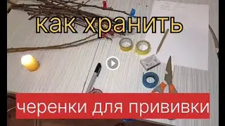 Как хранить черенки для прививки