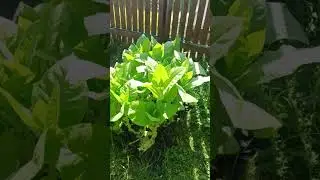 табачок растет