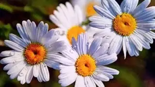 ВАЛЬС  КРАСИВЫХ  ЦВЕТОВ !!!