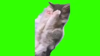 green screen cute little cat wakes up