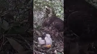 Honey Buzzard swallowed a large piece of honey蜂鹰吞了一大块蜂蜜 #birds #nature