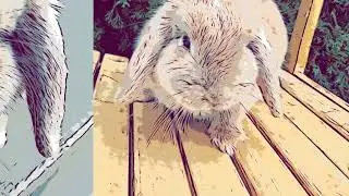 Bunny comic book!! #comicbook