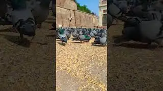 Darbari Kabutar Multan ♥️💯 || Kun Anta || Mohamed Tarek #Pigeon #pigeonvideo #viral #shorts
