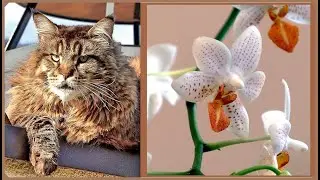 Maine Coon`s jump and orchid transplant