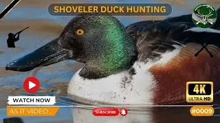 Duck Hunting | Shoveler | As It Video # 009