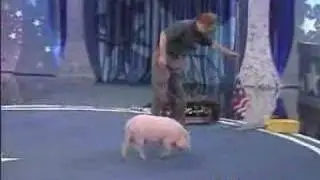 Pet Star: Smart Pig