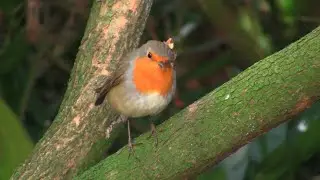 Be Free, Bird | MuseScore 4.2