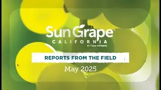 Sun Grape California 