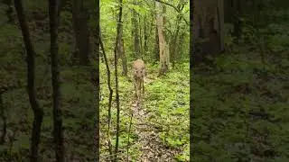 I ran from a deer, normally it's the other way around LOL