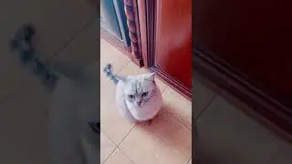 Ирискина мудрость