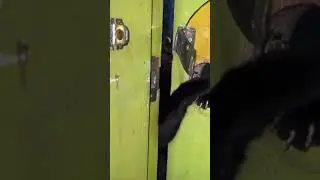 Котики 🐈 как он это сделал???😳 #insideout2 #edit #catvideos #cat #кот #мем #юмор #funnyanimals