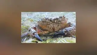 19.06.2024 ни один краб не пострадал))