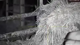 farmyard ratting part32