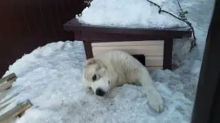 Алабай пролез через игольное ушко!)))