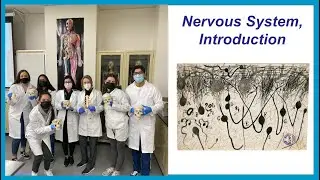 Nervous System Introduction