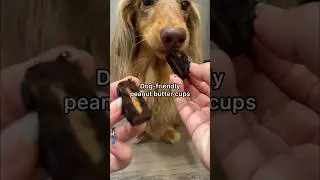 Dog-friendly peanut butter cups recipe! Sweet treat for your dog😋🍫 #dogtreatrecipe #dachshund #dog