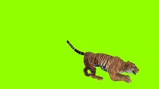 tigers green screen video (4)