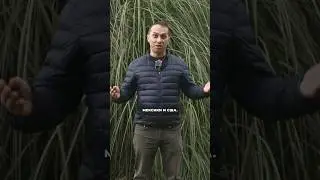 Никогда не делай этого на границе США и Мексики! #иммиграциявсша