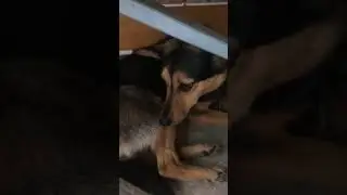 милая собака боится дождя
