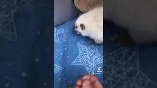 Крыска Ириска наезжает на кожаного 😂