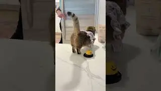 SHE DID IT!