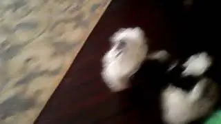 I just witnessed a murder