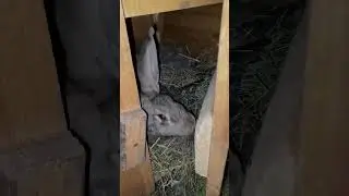 Курицам тоже нужен маникюр или педикюр 🐔 А в чем разница ? 😂