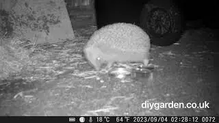 🦔Amazing Hedgehog Nightwatch! (Midnight Feast & Bed Building)🦔