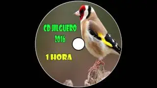 CD Jilguero / Educación Noveles / 2016 / 1 Hora
