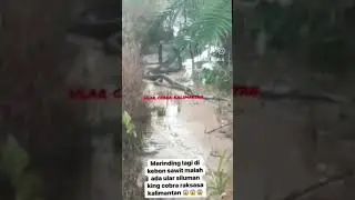 Jangan coba coba ke hutan kalimantan #cobra #kalimantan #shortvideo #shorts #short