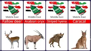Middle East Wildlife Animals List