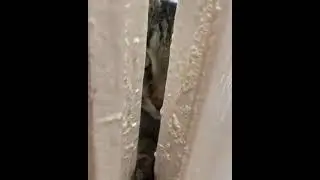 Кот и прививка