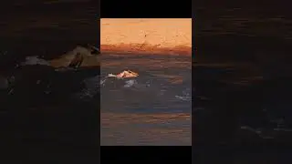 MONSTER NILE CROCODILE PAIR HUNT IMPALA, Kruger National Park (FULL VIDEO) #shorts