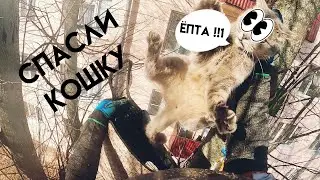 Сняли кошку с дерева