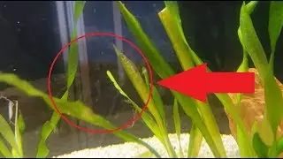 BREATHING AQUATIC PLANTS- RESPIRATION DE PLANTES AQUATIQUES